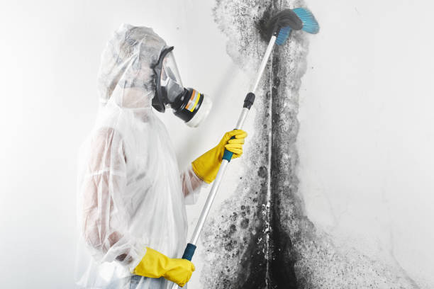 Best Mold Damage Restoration  in Meadow Lake, NM