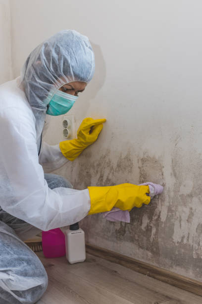 Best Real Estate Mold Inspection  in Meadow Lake, NM