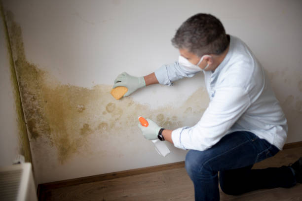 Best Mold Remediation for Healthcare Facilities  in Meadow Lake, NM