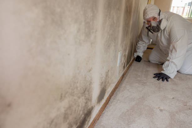 Best Mold Prevention Services  in Meadow Lake, NM
